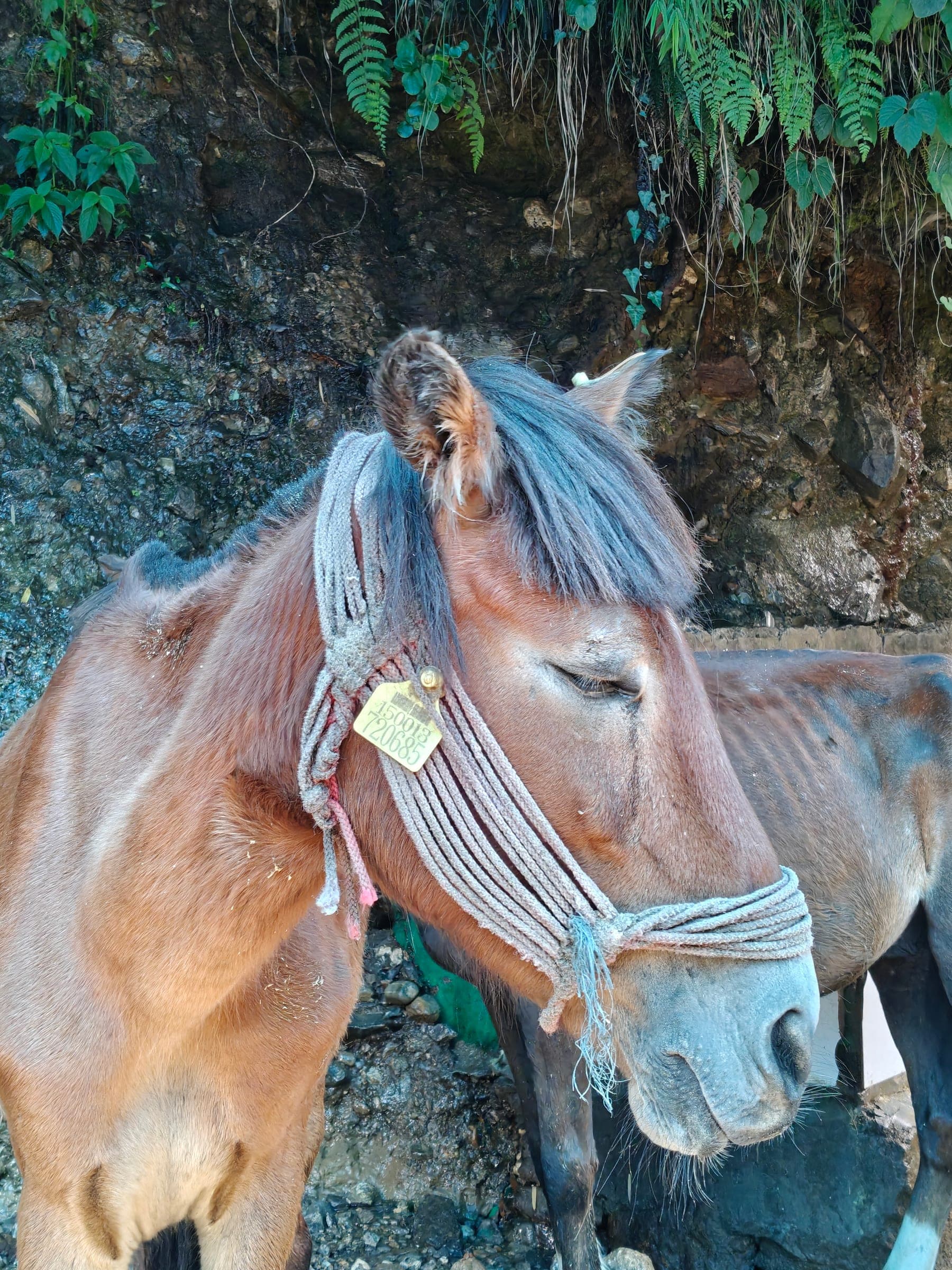 A pack mule in a rope halter, resting against a wet rock wall on the trail.